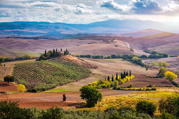 Tanınmış Toskana Manzarası Tahıl Tarlaları Selvi Ağaçları Gün Batımında Tepelerde — Stok fotoğraf