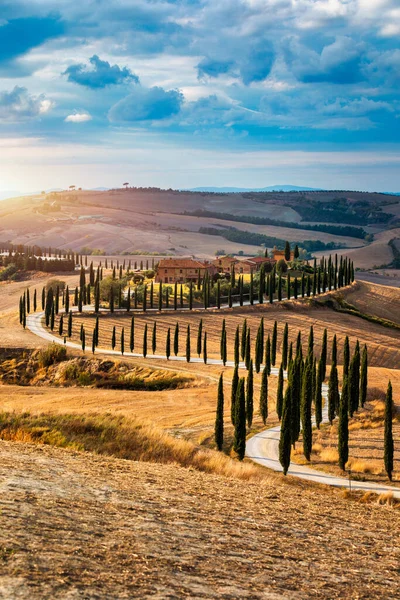 Hills Olive Gardens Small Vineyard Rays Morning Sun Italy Tuscany — 스톡 사진