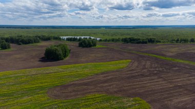 Sibirya 'da yaz aylarında tarlalar hasat edilir, Rusya
