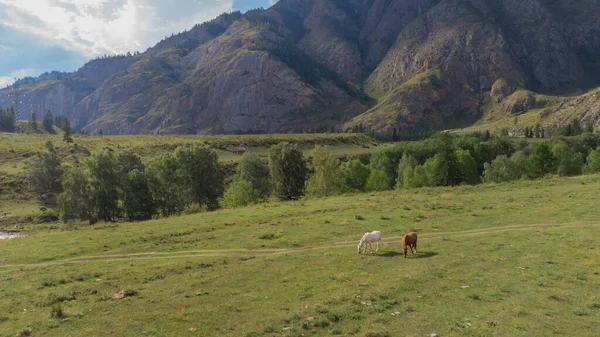 Konie Tle Gór Wypasają Się Latem Łące Altai Mountain Republic — Zdjęcie stockowe