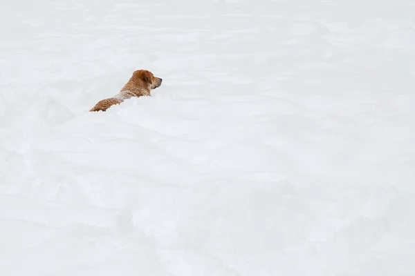 Dog Makes Its Way Snowdrifts Winter Lake Ritsa Abkhazia — Stockfoto