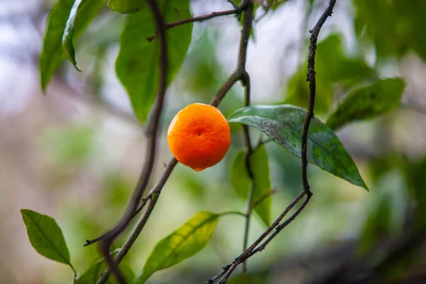 Tangerines Sur Arbre Vert Hiver Février Abkhazie — Photo