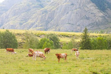 Kur-Kechu gözlem güvertesinden Katun Nehri manzarası, Gorny Altai Cumhuriyeti, Rusya