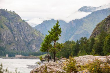 Bir taşın ortasında yetişen ladin, Gorny Altai Cumhuriyeti, Rusya
