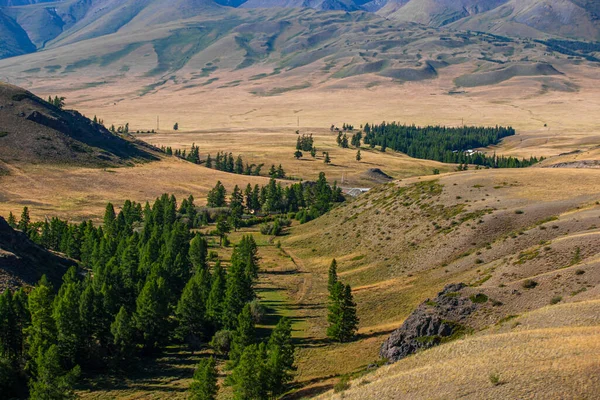 Zielone Drzewa Stepie Lecie Kurai Steppe Republika Gorny Altai Rosja — Zdjęcie stockowe