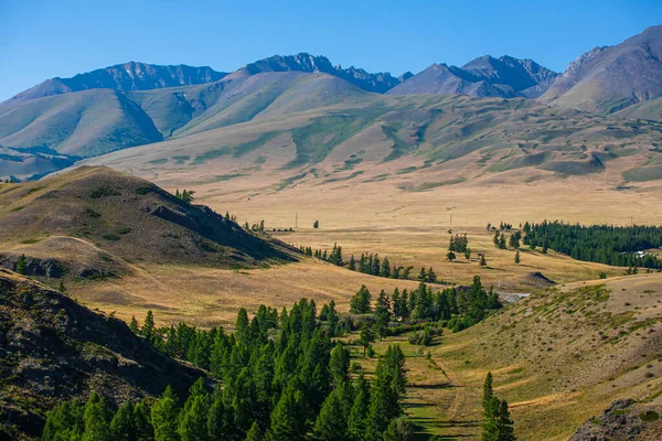 Árboles Verdes Una Zona Desértica Montañosa Estepa Kurai República Gorny —  Fotos de Stock
