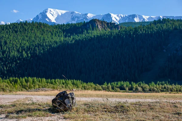 Yazın Karlı Yeşil Ağaçlı Dağ Manzarası Gorny Altai Cumhuriyeti — Stok fotoğraf