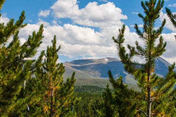 Вигляд Вершину Гори Влітку Хвойного Лісу Республіка Горний Алтай Росія — стокове фото
