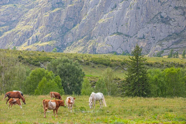 Kůň Krávy Pozadí Hory Létě Republika Gorny Altai Rusko — Stock fotografie