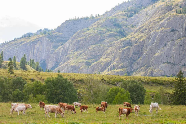 Pastviny Krav Koní Horách Gorny Altai Rusko — Stock fotografie