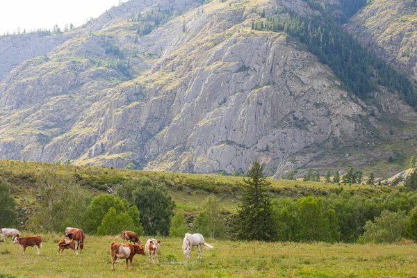 Paisaje Montaña Con Vacas Caballos República Gorny Altai Rusia —  Fotos de Stock