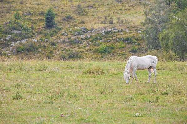 Λευκό Άλογο Βόσκει Στο Πεδίο Δημοκρατία Του Gorny Altai Ρωσία — Φωτογραφία Αρχείου