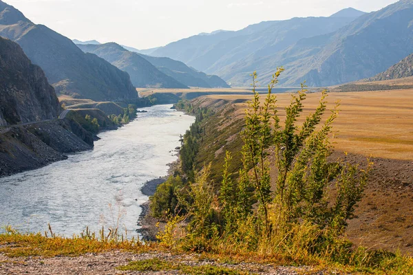 Dzikie Rośliny Rosnące Wzdłuż Koryta Rzeki Katun Republika Gornego Altai — Zdjęcie stockowe