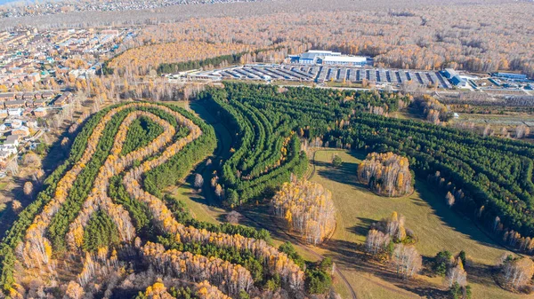 Niezwykły Las Nowosybirsku Jesienią Wysokości Miasto Krasnoobsk Rosja — Zdjęcie stockowe