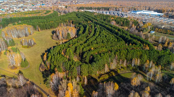 Labirynt Drzew Arboretum Mieście Krasnoobsk Wysokości Obwód Nowosybirski Rosja Jesienią — Zdjęcie stockowe