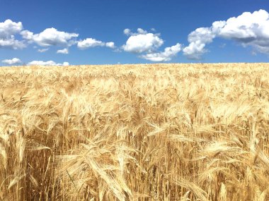 Mavi gökyüzü arka planlı buğday tarlası, gündüz, yaz güneşli gün