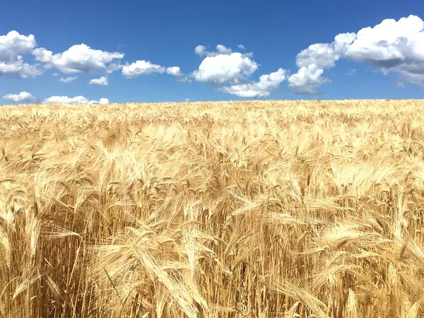 Mavi gökyüzü arka planlı buğday tarlası, gündüz, yaz güneşli gün