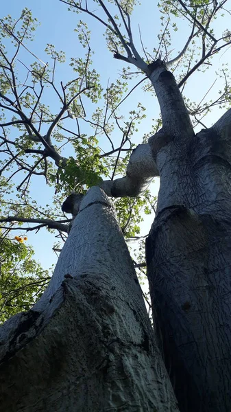 Ein Großer Alter Baum Ragt Die Morgensonne — Stockfoto