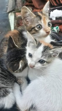 Şirin ve küçük kedilerin yakınlığı.