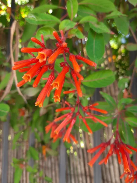 Red Flower Green Leaves Israel — Fotografia de Stock