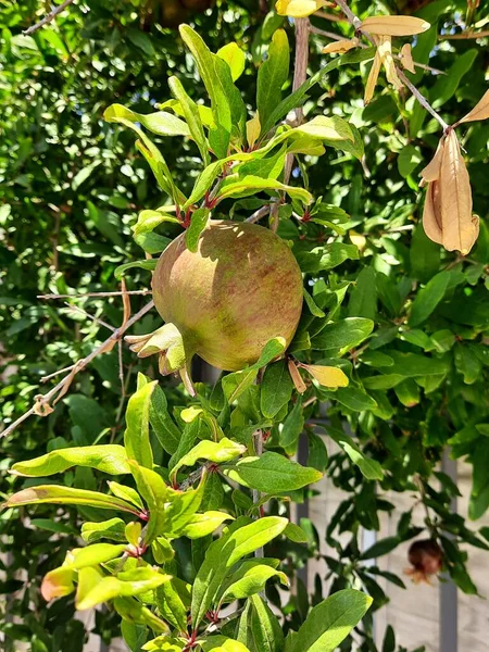 Pomegranate Israel Tree Green Leaves — Fotografia de Stock
