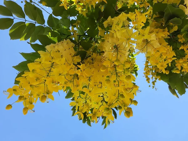 Golden Rain Israel Tree Blue Sky — Zdjęcie stockowe