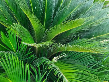 İsrail 'de yeşil palmiye yaprakları