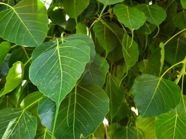 Ağaçtaki yeşil yapraklar