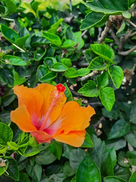 Orange Natural Flower Green Leaves — Fotografia de Stock