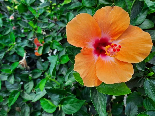 Natural Orange Flower Green Leaves — Fotografia de Stock