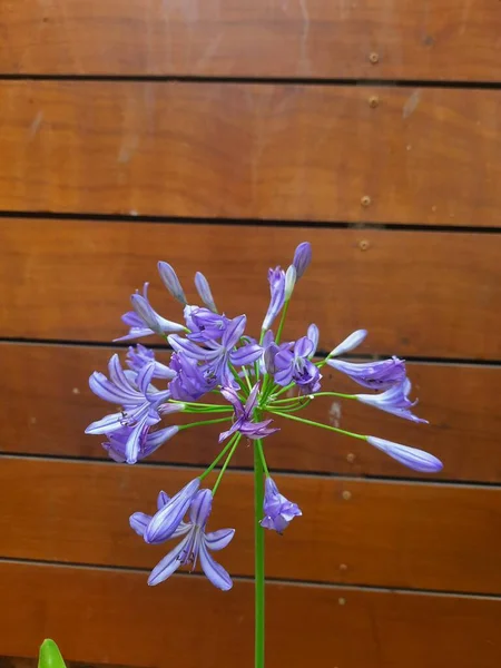 Flor Azul Con Fondo Madera — Foto de Stock