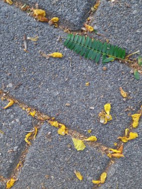 asfalt zemin üzerinde yeşil izin