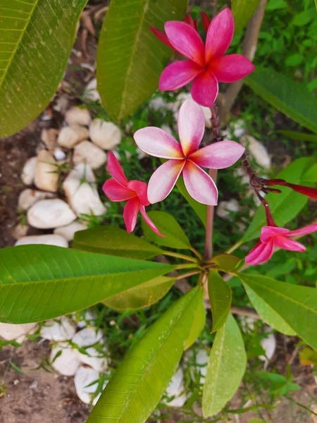 Czerwona Plumeria Zielonymi Liśćmi — Zdjęcie stockowe