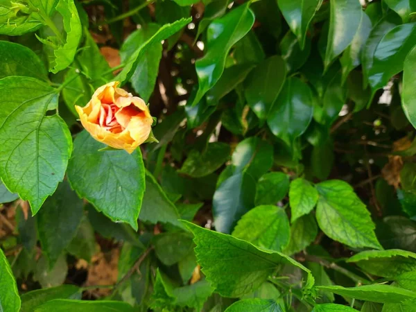Sárga Virág Zöld Levelei Háttérrel — Stock Fotó