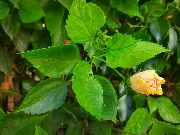 Natural Yellow Flower Green Leaves —  Fotos de Stock