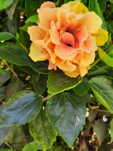 Beautiful Orange Rose Flower Leaves — Stock Fotó