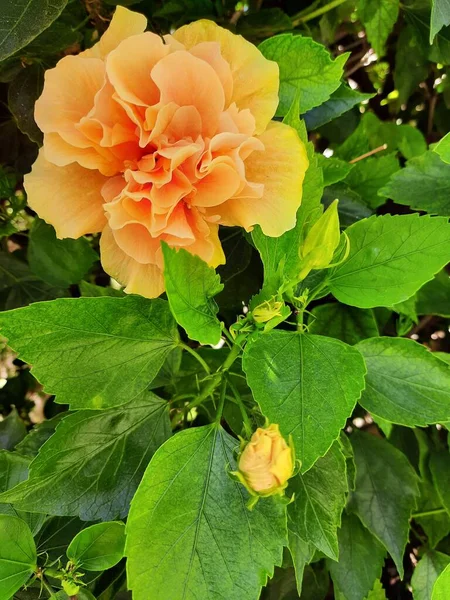 nature orange flower with green leaves