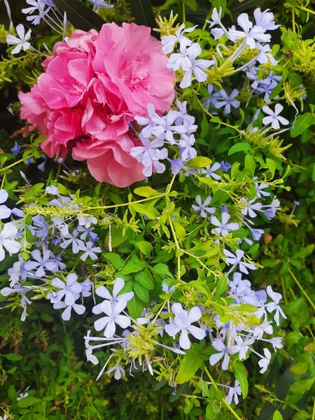 Pink Flowers Little Blue Flowers — Foto de Stock