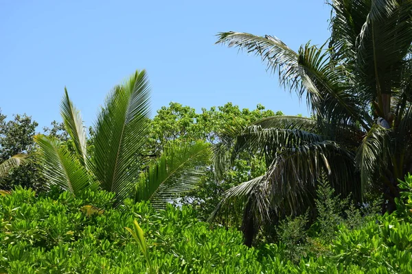 Zelené Palmy Zázemí — Stock fotografie