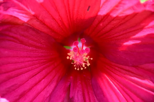 View Flowers French Gardens — Stock Photo, Image