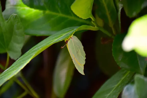 Бабочка Лист Воклюз Франция — стоковое фото