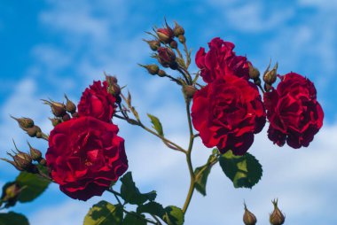 Mavi gökyüzü üzerinde kırmızı gül