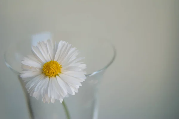 Daisy flower. Daisy in a vase.