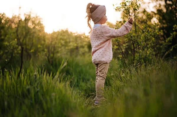 Little girl blows off a dandelion in a hight green grass in the sunset