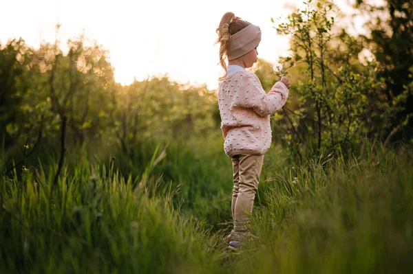 Little girl blows off a dandelion in a hight green grass in the sunset