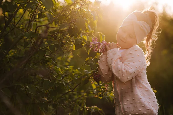 Little girl smells lilac in the sunset