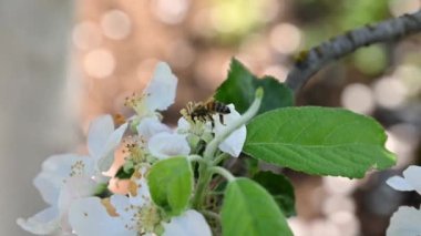 Bir arı bir elma ağacını döller.