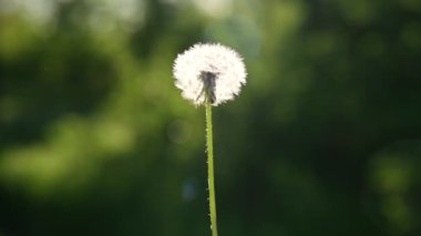 Dandelion in the rays of sunset blows away the wind