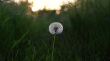 Günbatımında karahindiba rüzgarı savurur