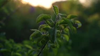 Ağacın yeşil bir dalı gün batımında sallanıyor.